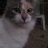 kitty